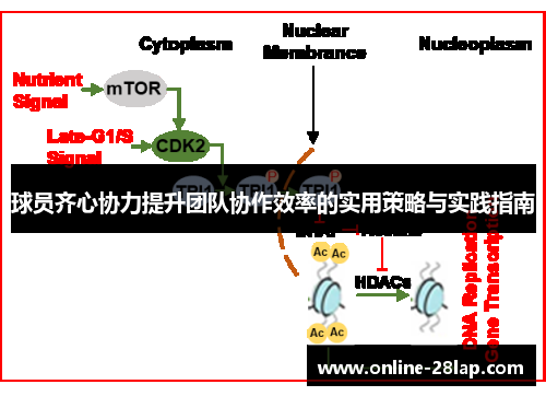 球员齐心协力提升团队协作效率的实用策略与实践指南